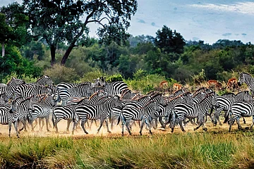 Photo: Shutterstock : A herd of zebras at Masai Mara