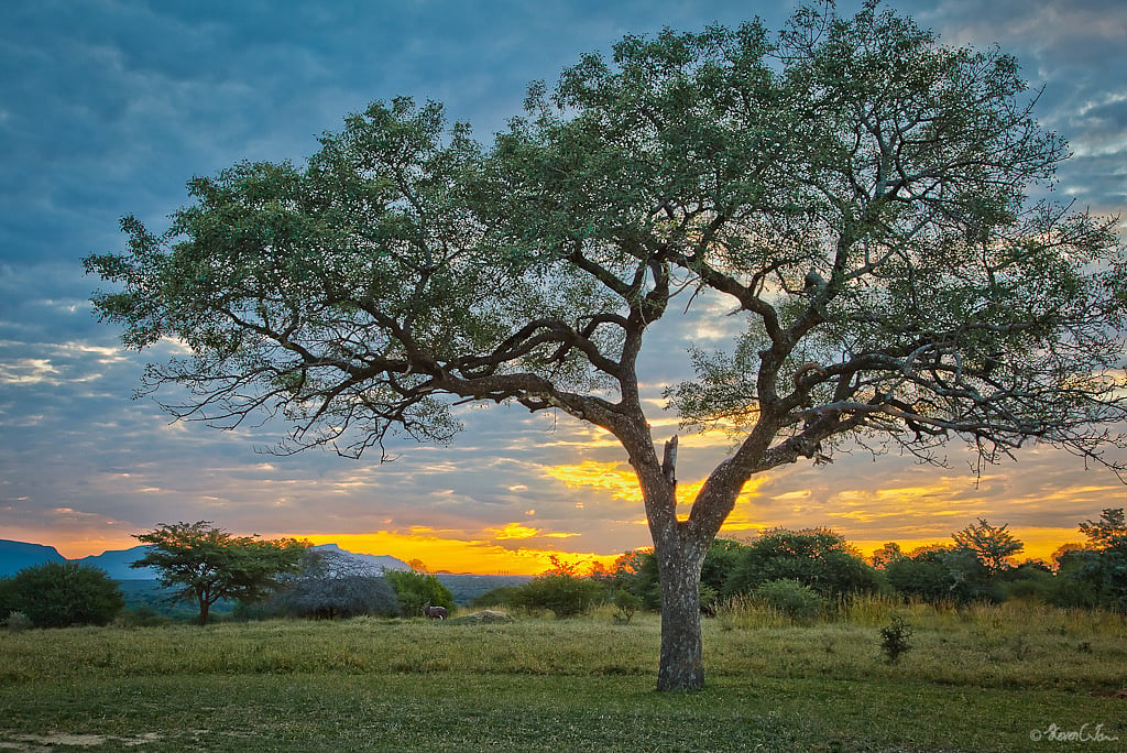 A Grand marula tree