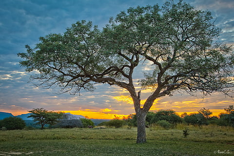 A Grand marula tree