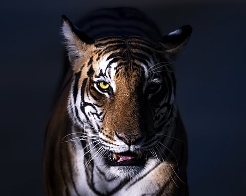 Kabini Forest Reserve (Nagarhole Tiger Reserve)