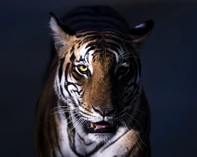 Kabini Forest Reserve (Nagarhole Tiger Reserve)