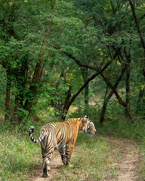 A female tiger at Sariska Tiger Reserve
