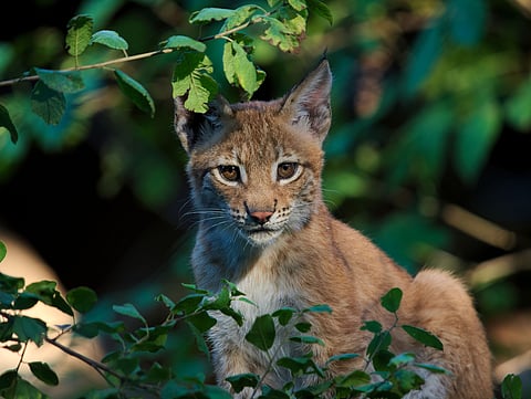 Central Asian subspecies has a very low population in India
