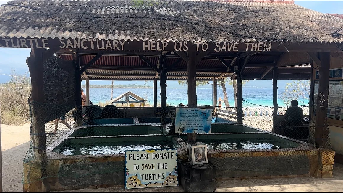 The Gili Meno Turtle Sanctuary saves turtle eggs from predators