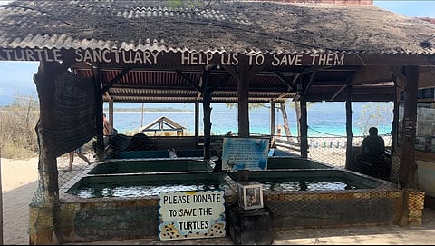 The Gili Meno Turtle Sanctuary saves turtle eggs from predators