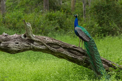 Tamil Nadu Tourism : Mayura Thottam is located 24 km away from Thoothukudi