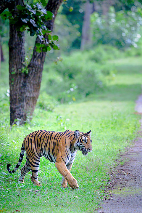 Tiger spotted on a safari in Kabini
