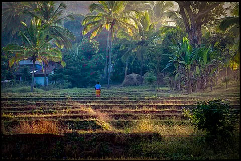 Paddy fields in Dandeli 