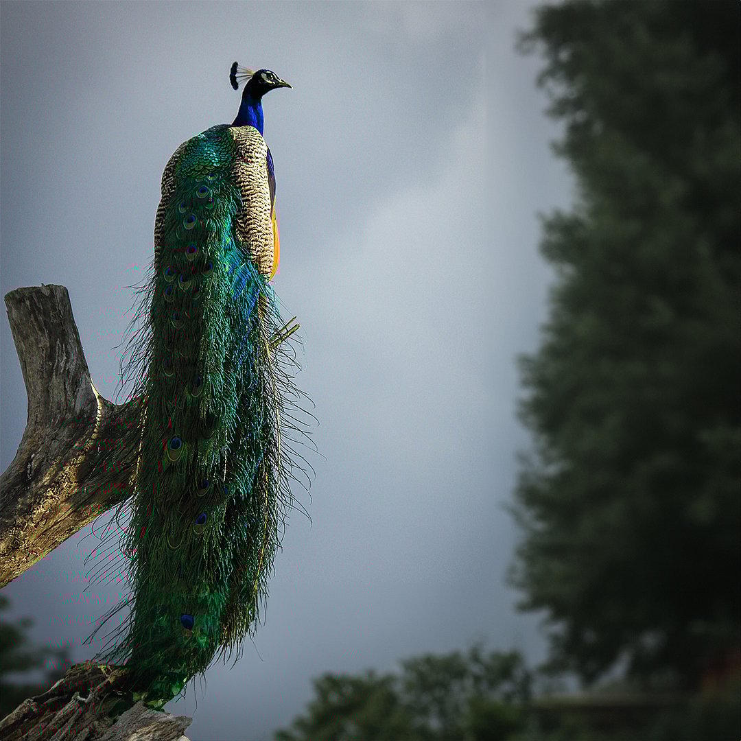 The garden is home to 200 peacocks and sprawling coconut groves