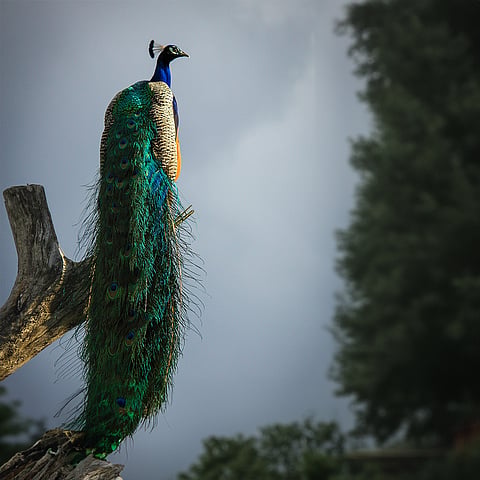 The garden is home to 200 peacocks and sprawling coconut groves