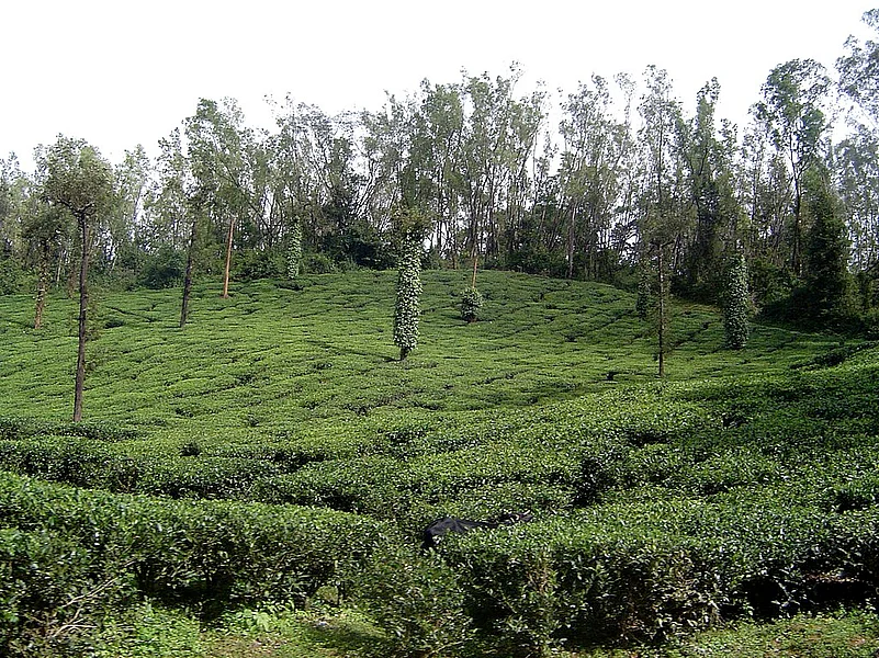 A coffee plantation in Karnataka