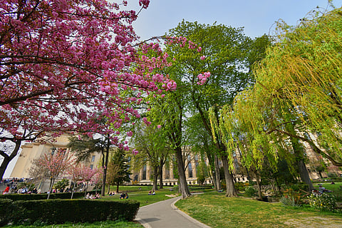 Cherry blossoms at the Jardins du Trocadéro