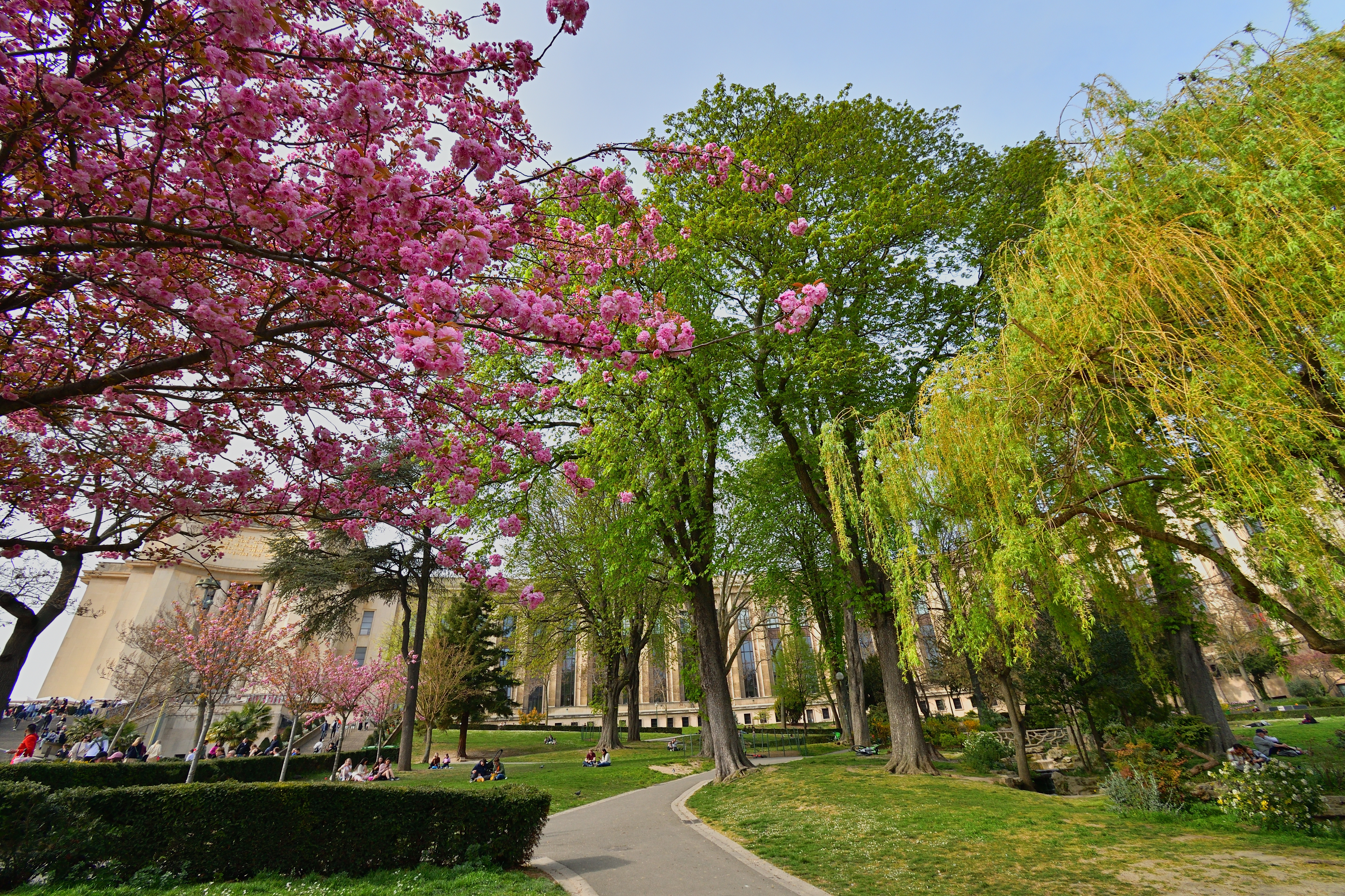 Cherry blossoms at the Jardins du Trocadéro