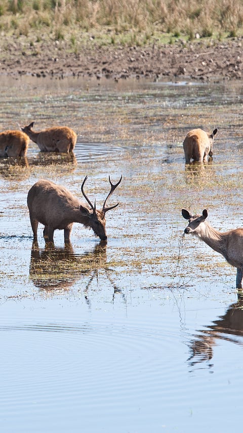 Swamp deer at Ranthambore National Park, Rajasthan