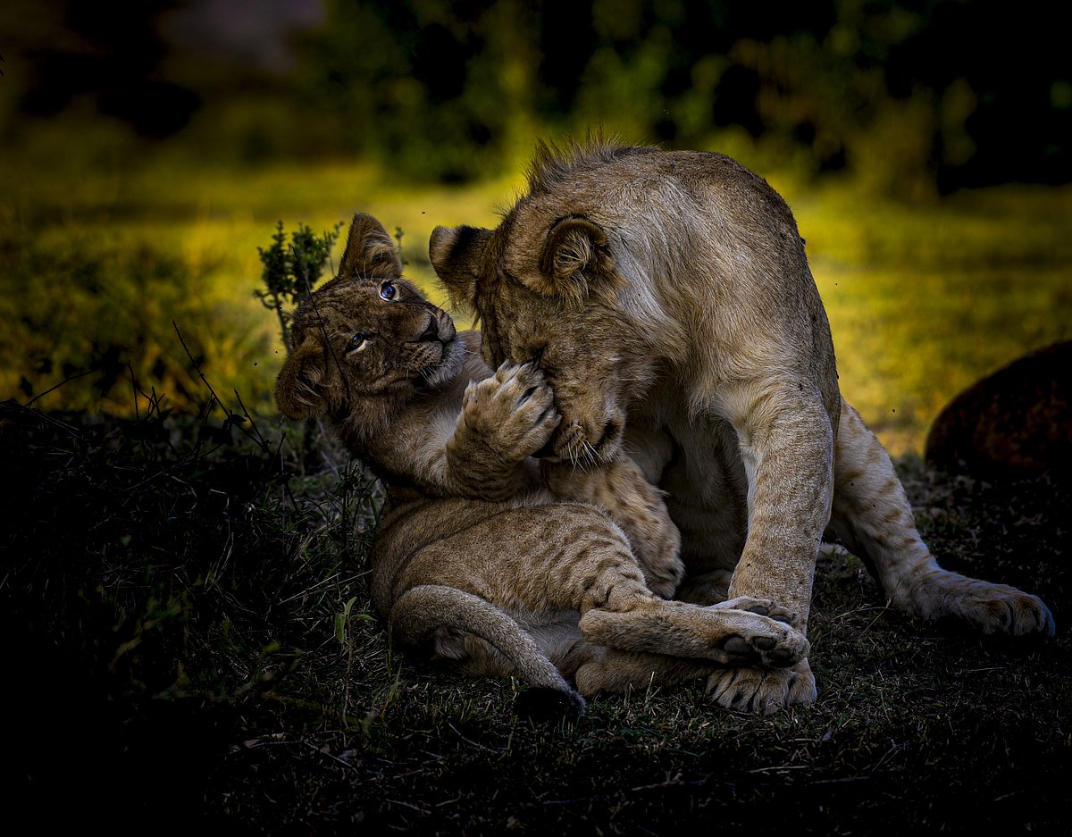 Masai Mara Game Reserve, Kenya