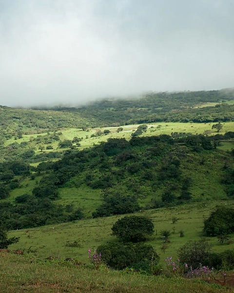 A vie w of the Kaas Plateau