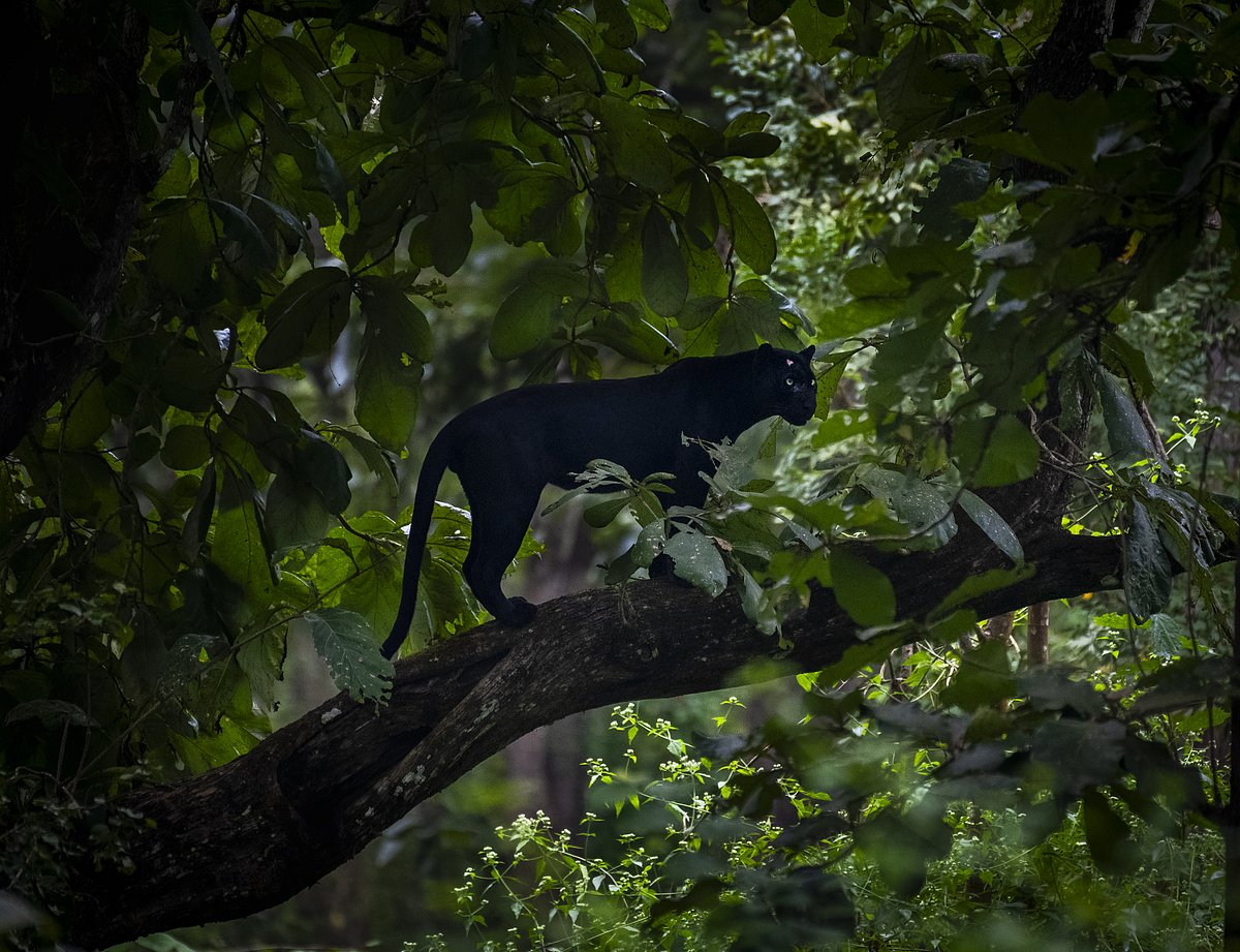 Kabini Forest Reserve (Nagarhole Tiger Reserve)