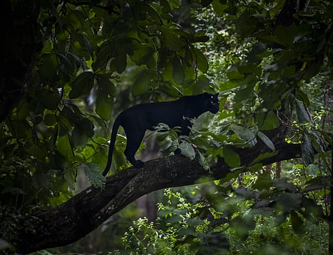 Kabini Forest Reserve (Nagarhole Tiger Reserve)