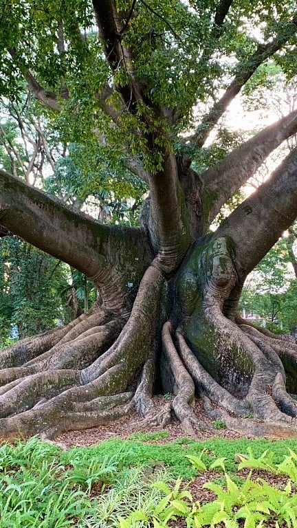 Inside the Lalbagh Botanical Gardens