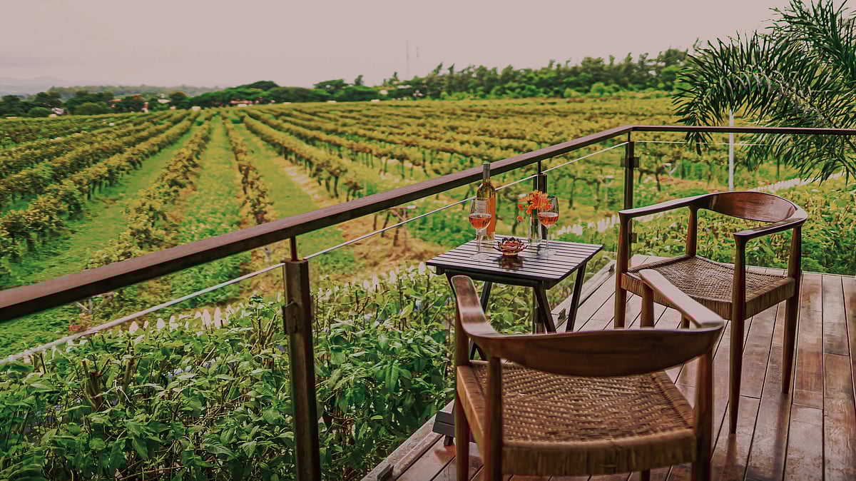 Sula Vineyards : Spend time at Sula Vineyards 