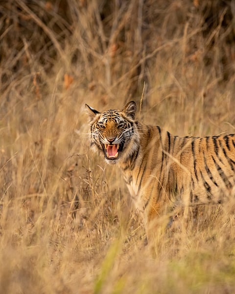 A tiger at Bandhavgarh National Park