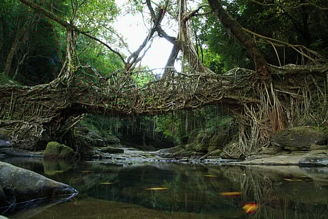 A living root bridge at Mawlynnong