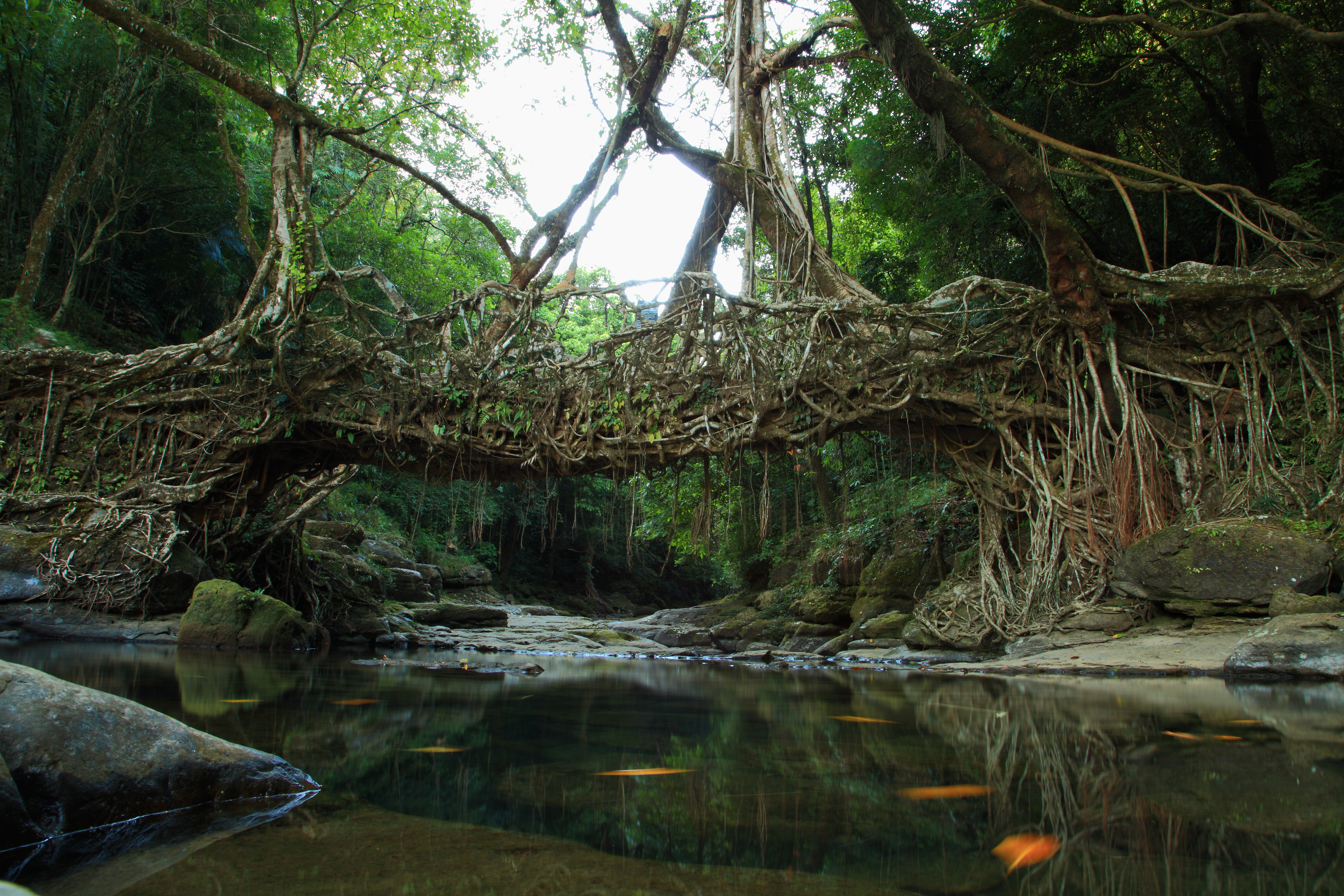 A living root bridge at Mawlynnong