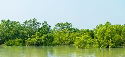 A thriving mangrove ecosystem in the Sunderbans of West Bengal