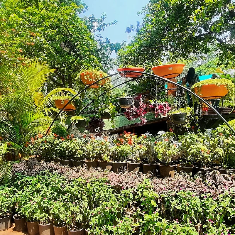 Inside the beautiful Mapro Garden