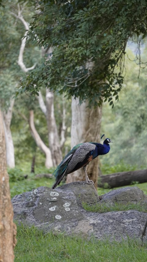Inside the Wayanad Wildlife Sanctuary