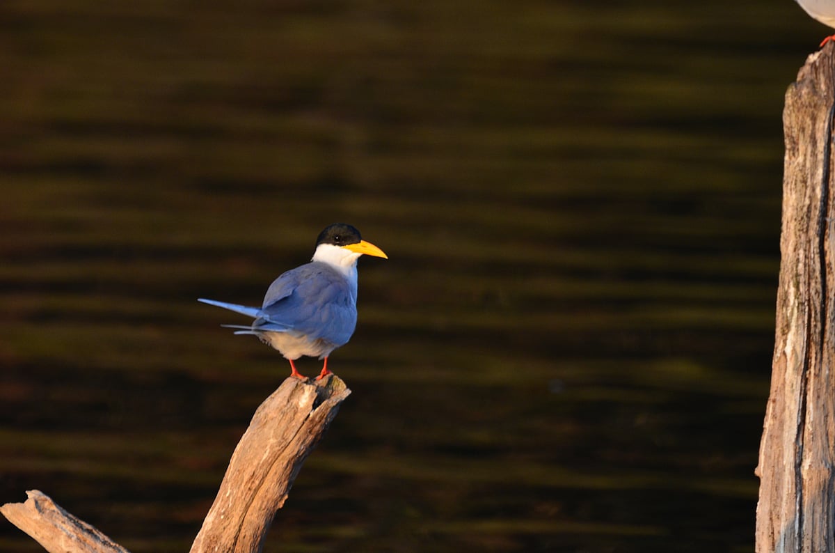 A River Tern sits on a branch in Bhadra Wildlife Sanctuary