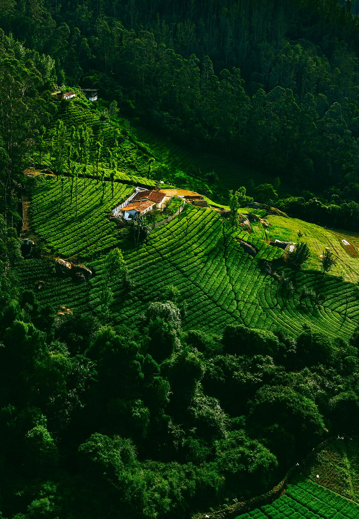 Unsplash : A house in the middle of a forest in Ooty