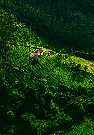 Unsplash : A house in the middle of a forest in Ooty
