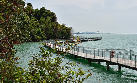 Pulau Ubin Chek Jawa Boardwalk