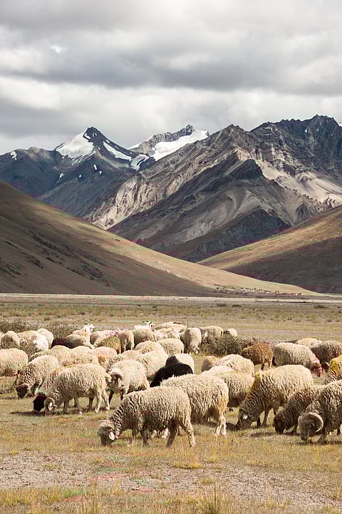 Herds of sheep in Rangdum