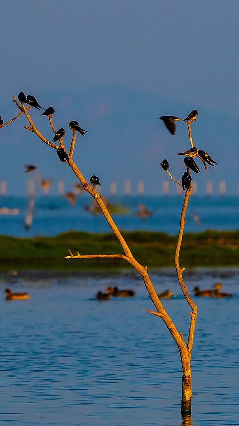 Beautiful birds at the Chilika Lake