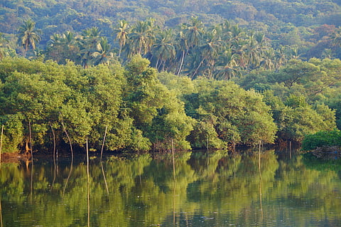 Mangroves on the Chapora River