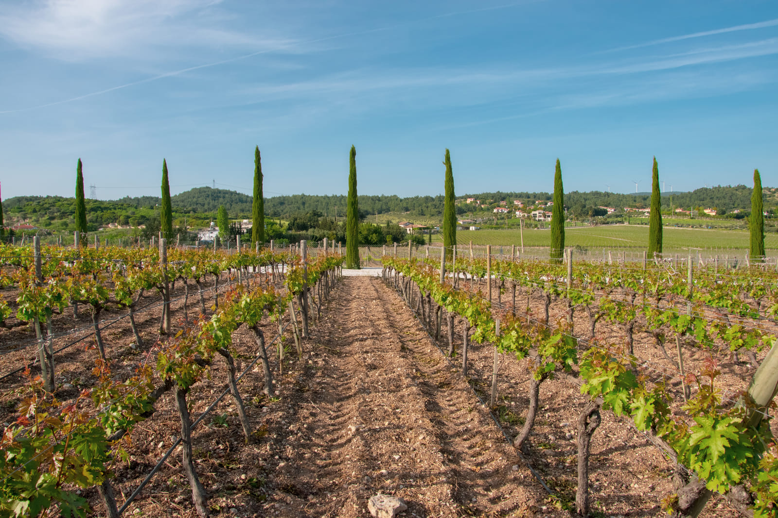A vineyard in Urla