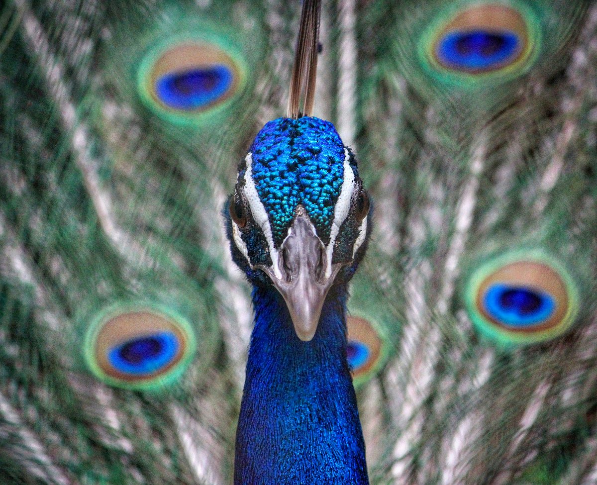 You can see peacocks at the Orchha Wildlife Sanctuary