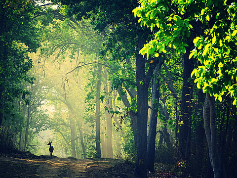 The beautiful silhouette of a deer in Kanha National Park