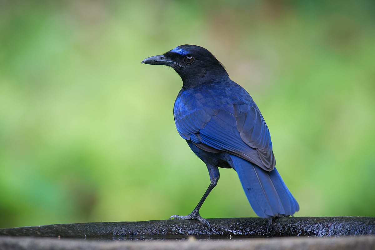 The Malabar whistling thrush