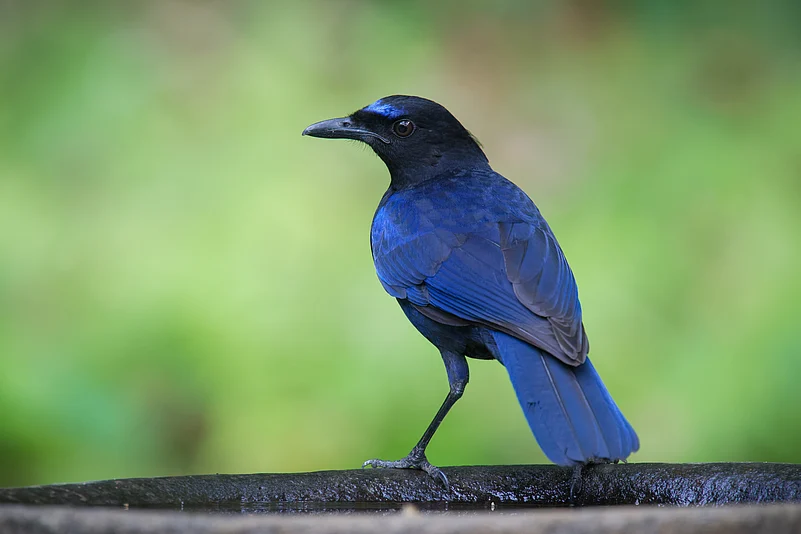 The Malabar whistling thrush