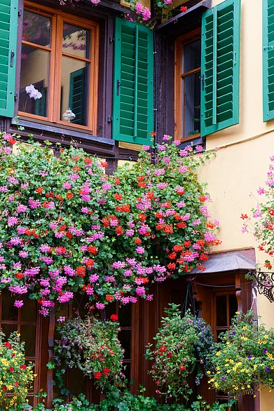 Shutterstock : Autumnal detailed view of the French town of Ribeauville in Alsace