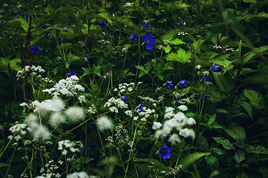 Shutterstock : The national park is home to an impressive array of over 600 varieties of exotic flowers