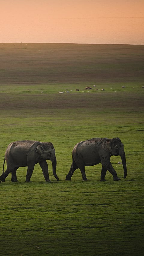 Wild Indian Elephants at Jim Corbett National Park, Uttarakhand