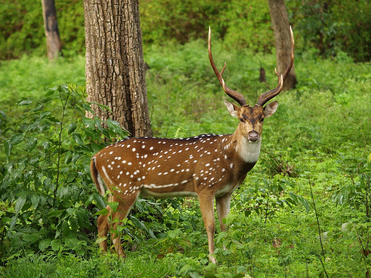  Spread over 22 acres, the park offers ample opportunities to spot chitals and sambars