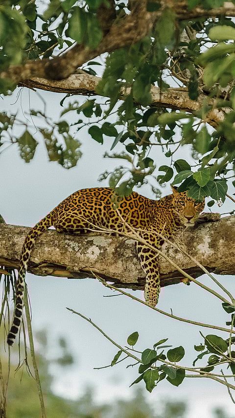 An Indian leopard at Bandipur National Park