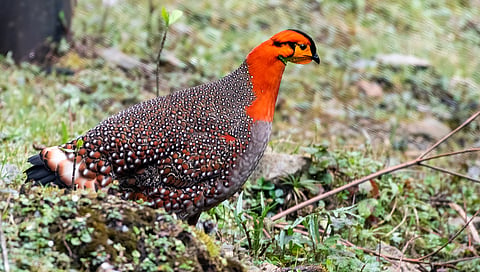 The Blyth's tragopan
