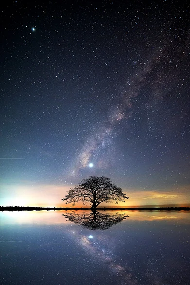 Shutterstock : Vertical shot of black tree and milky way and star on dark background
