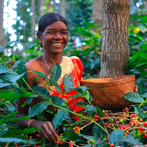 Grower Badnaini Subdramma who works on a coffee plantation